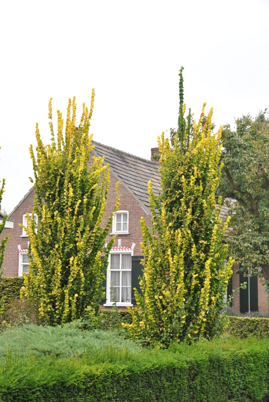 Ulmus × hollandica wredei