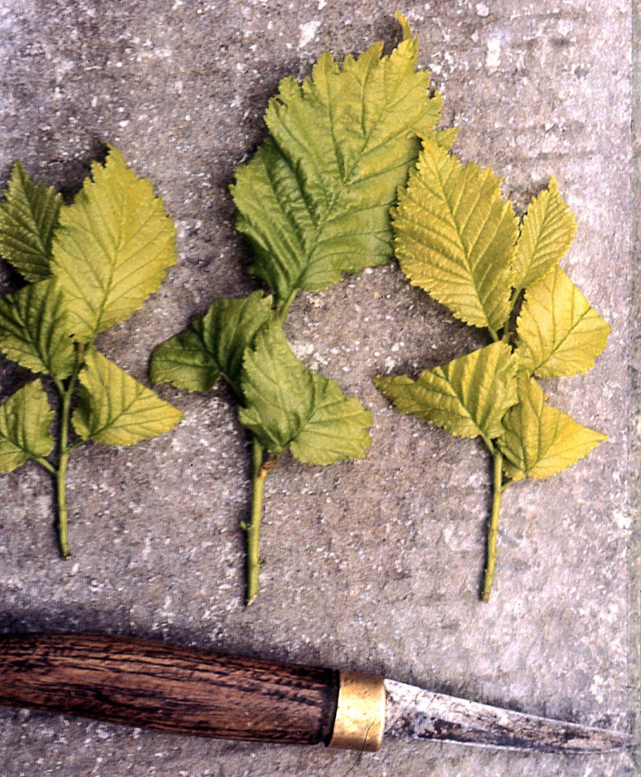 Вяз "Додоенс" Ulmus "Dodoens"