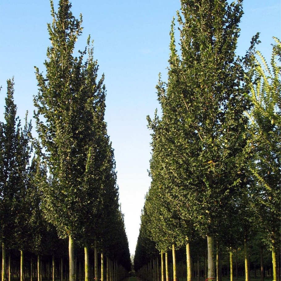 Вяз голландский (Ulmus Hollandica Wredei)