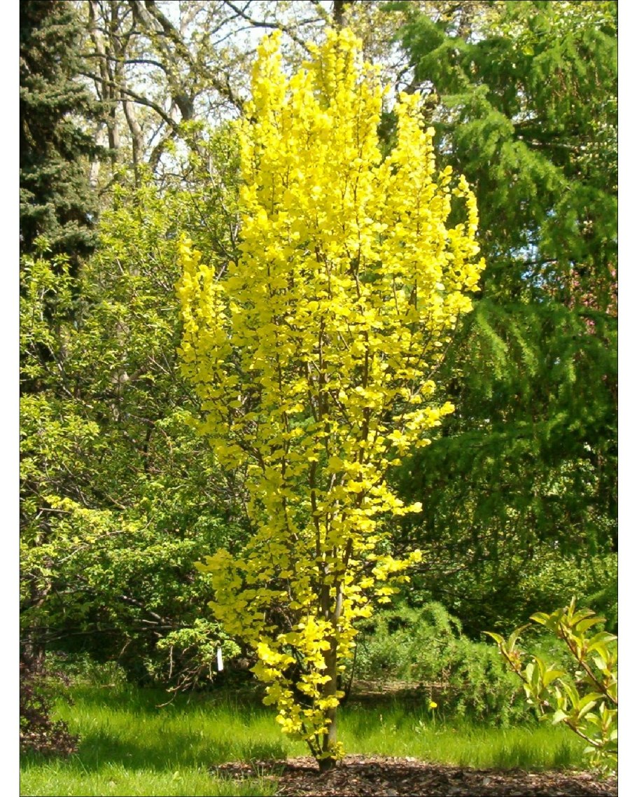 Вяз голландский Верди фото