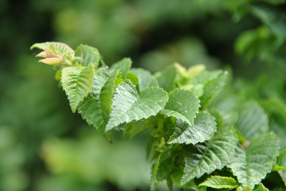 Вяз малый (Ulmus Minor)