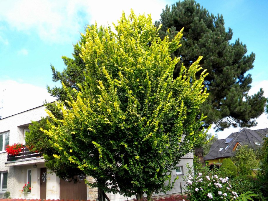 Вяз голландский Вредеи