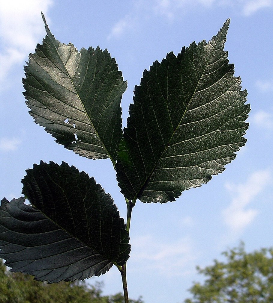 Вяз шершавый