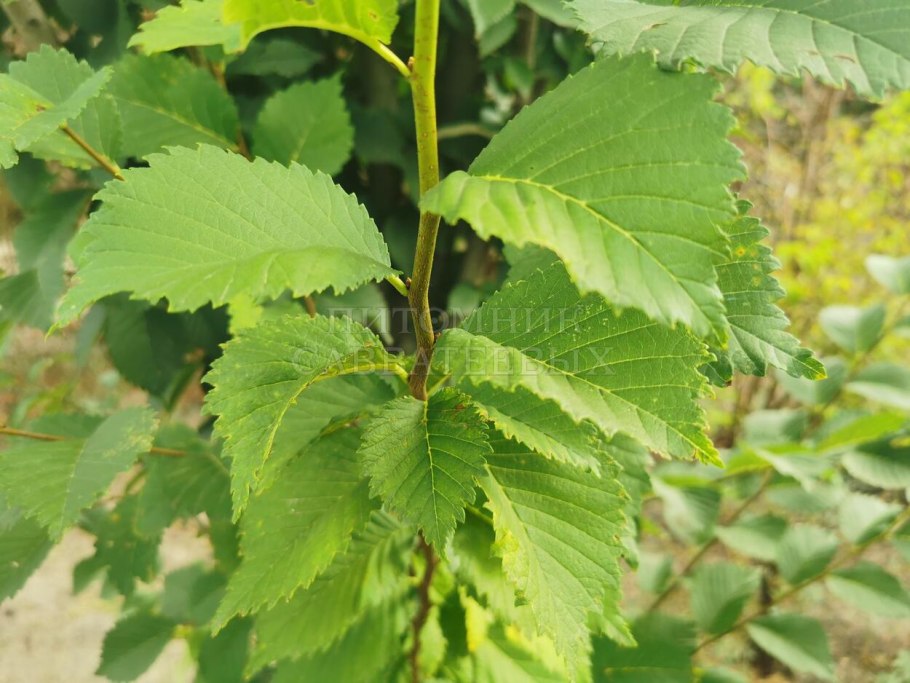 Вяз гладкий ulmus laevis