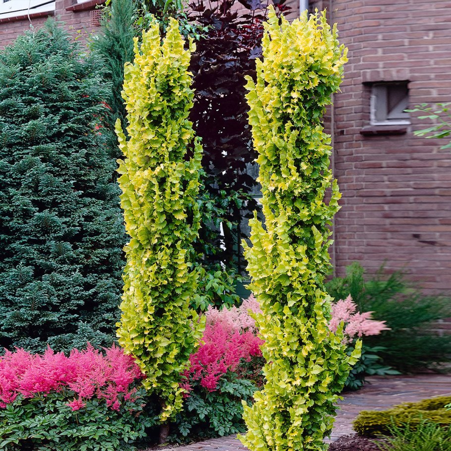 Вяз гибридный Колумелла