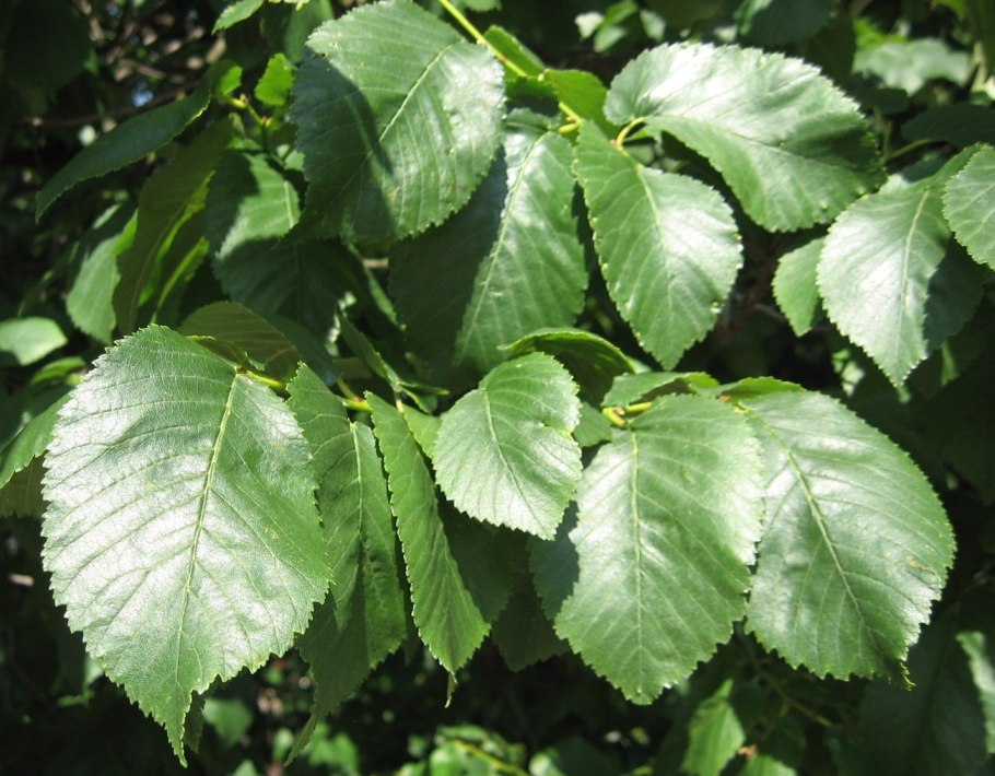 Ulmus minor листья
