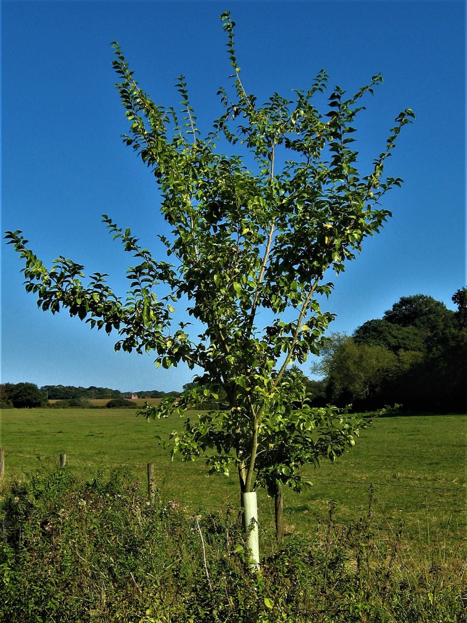 Далримпл-стрит дерево