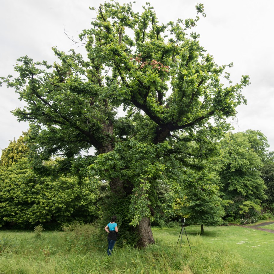 Дуб черешчатый фастигиата костер