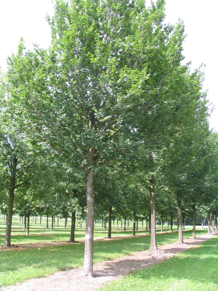Липа мелколистная tilia cordata