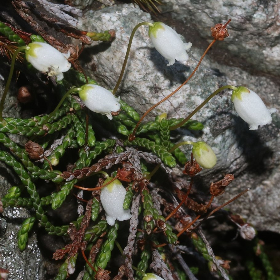 Кассиопея в тундре