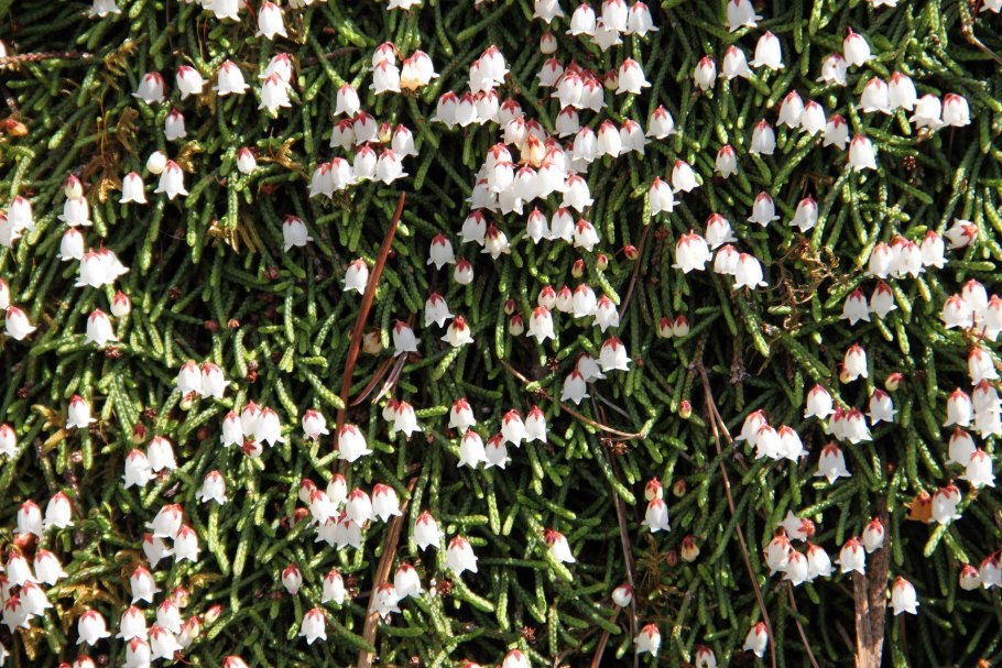 Кассиопея кустарник