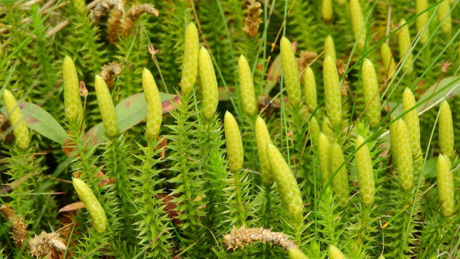 Lycopodium annotinum