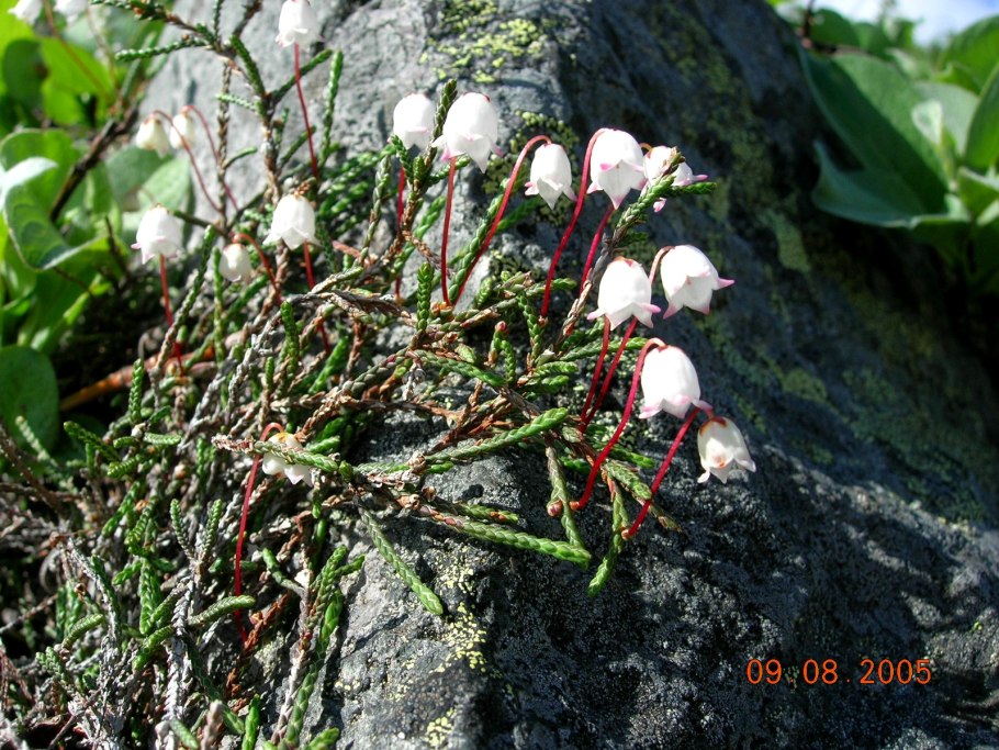 Cassiope lycopodioides (Кассиопея плауновидная)