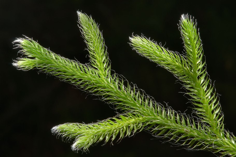 Lycopodium clavatum