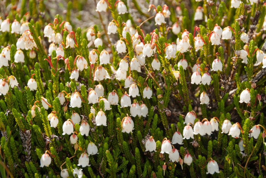 Вереск Кассиопея