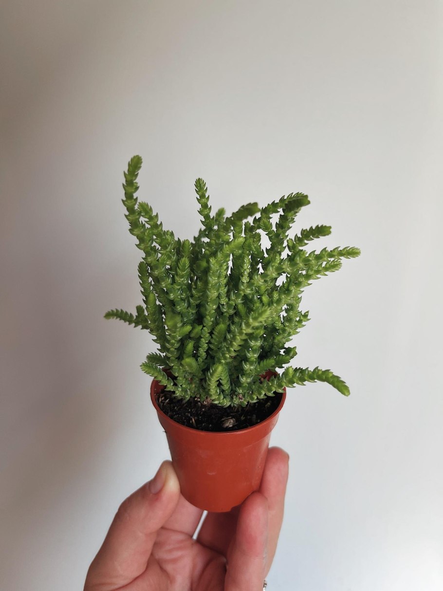 Крассула ликоподиоидес (плауновидная)