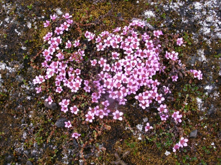 Кассиопея цветок садовый