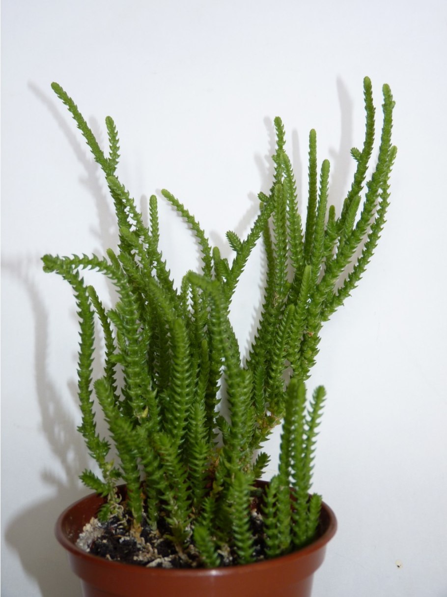 Плауновидная крассула