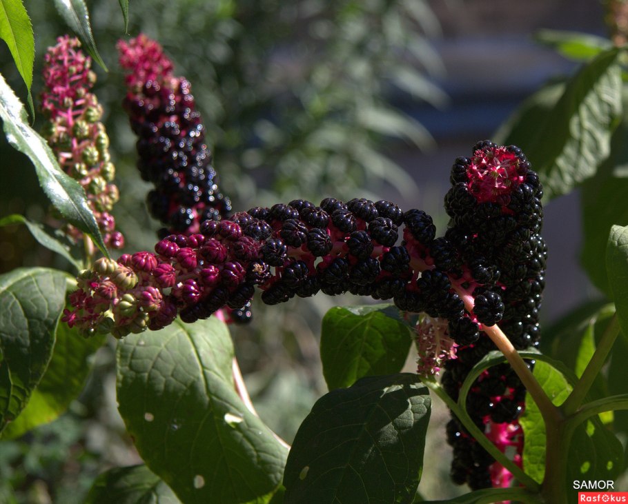 Лаконос куст