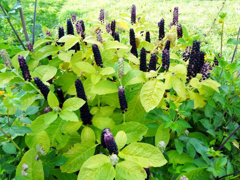 Phytolacca (лаконос американский)