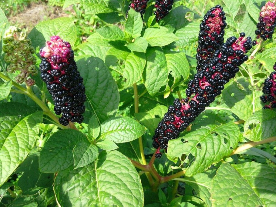 Лаконос костянковый фитолакка костянковая