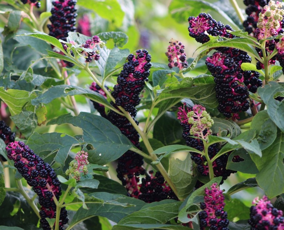 Фитолакка Ягодная