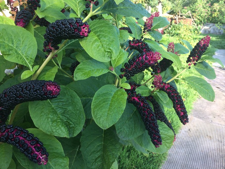 Лаконос американский