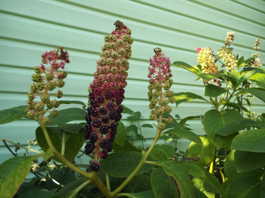 Лаконос американский