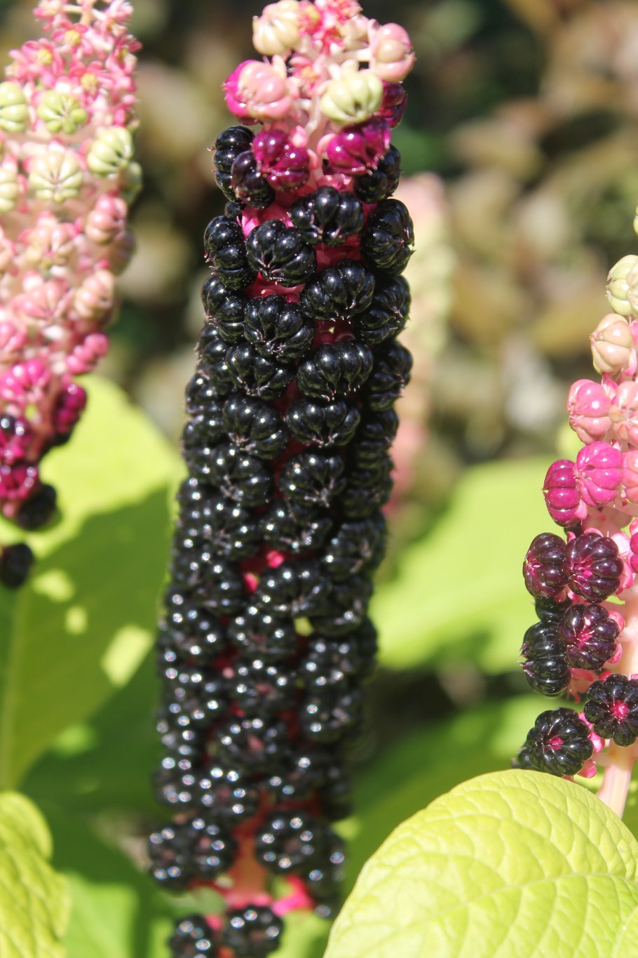 Американский лаконос