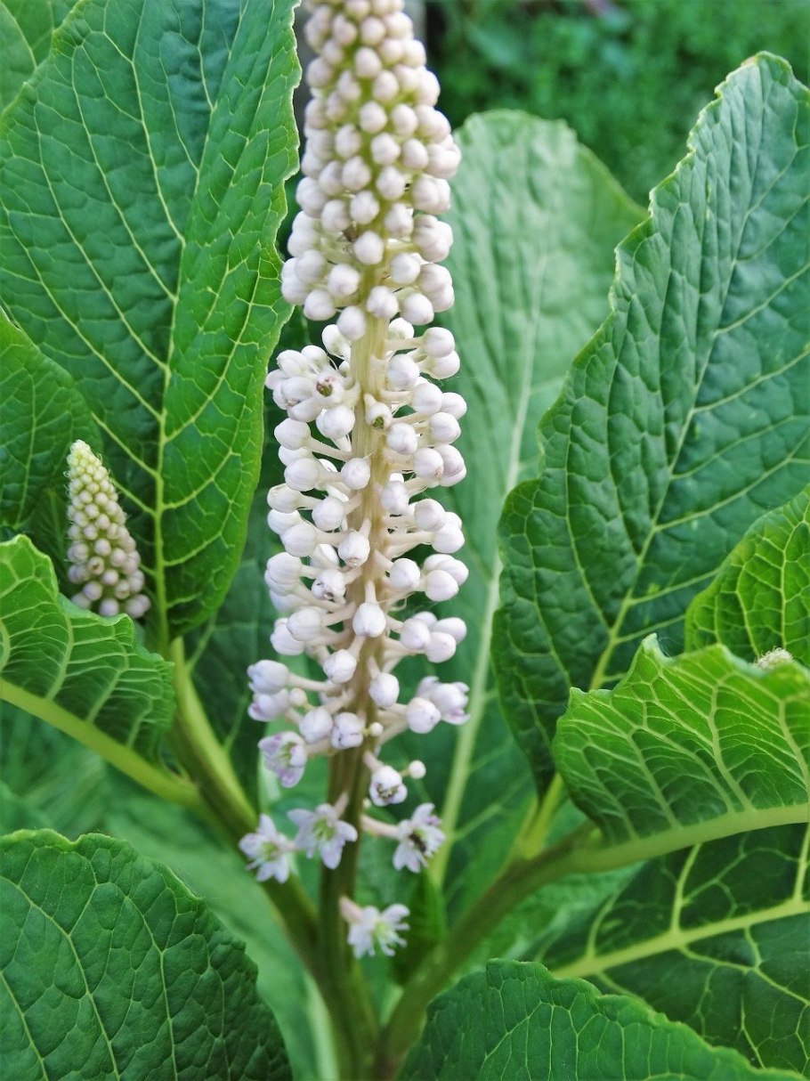 Фитолакка Phytolacca