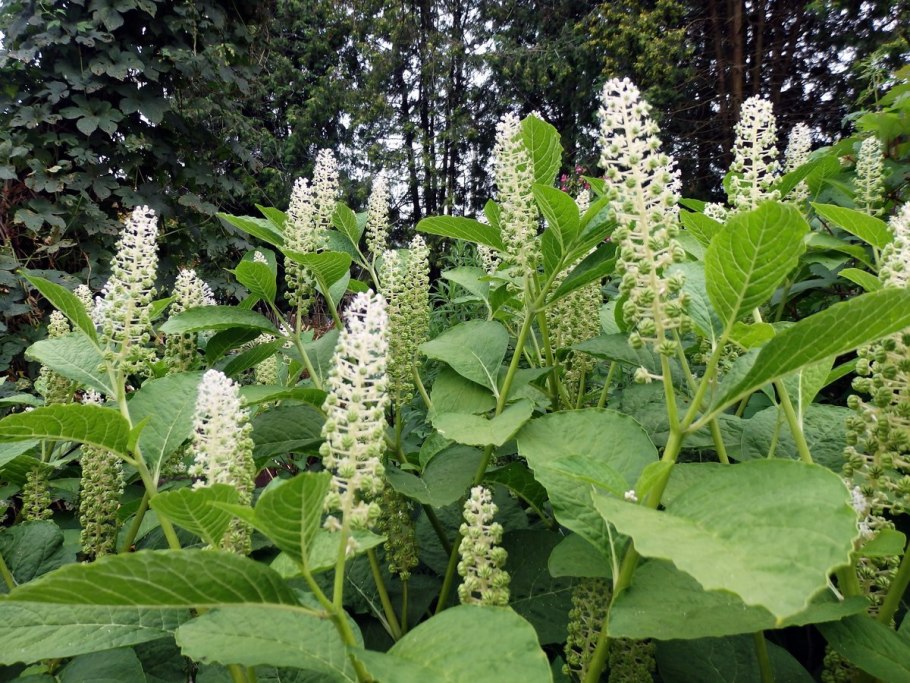 Фитолакка куст