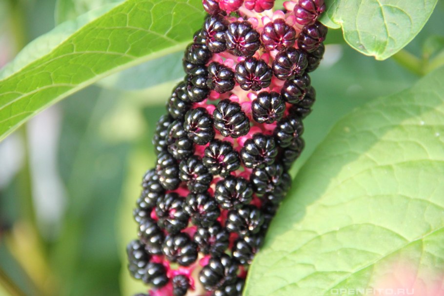 Лаконос американский фитолакка