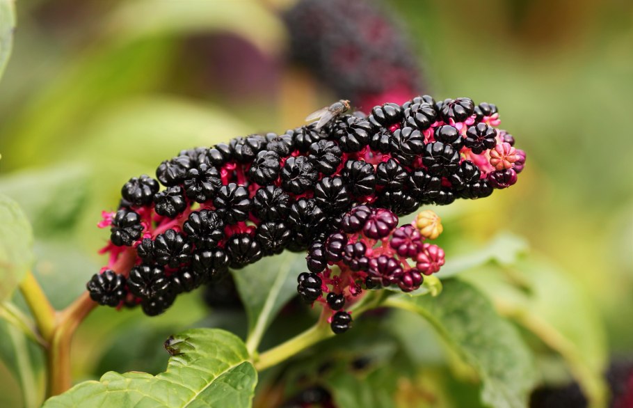 Лаконос цветок