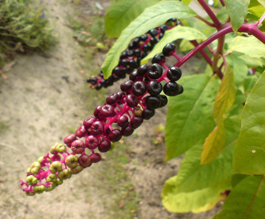 Phytolacca decandra