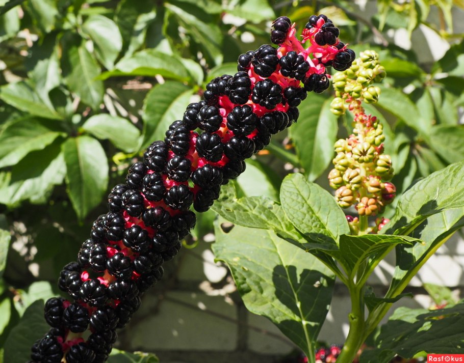 Лаконос виноградный