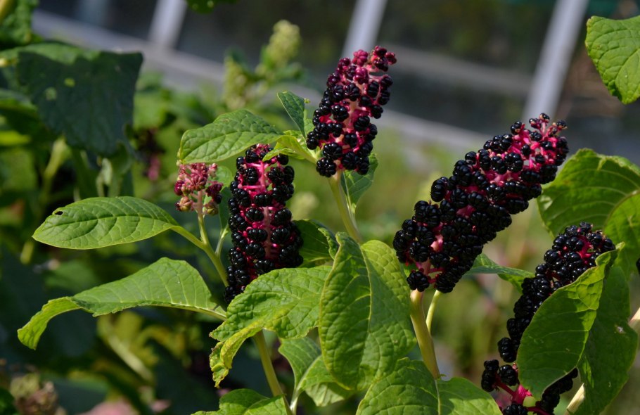 Лаконос цветок