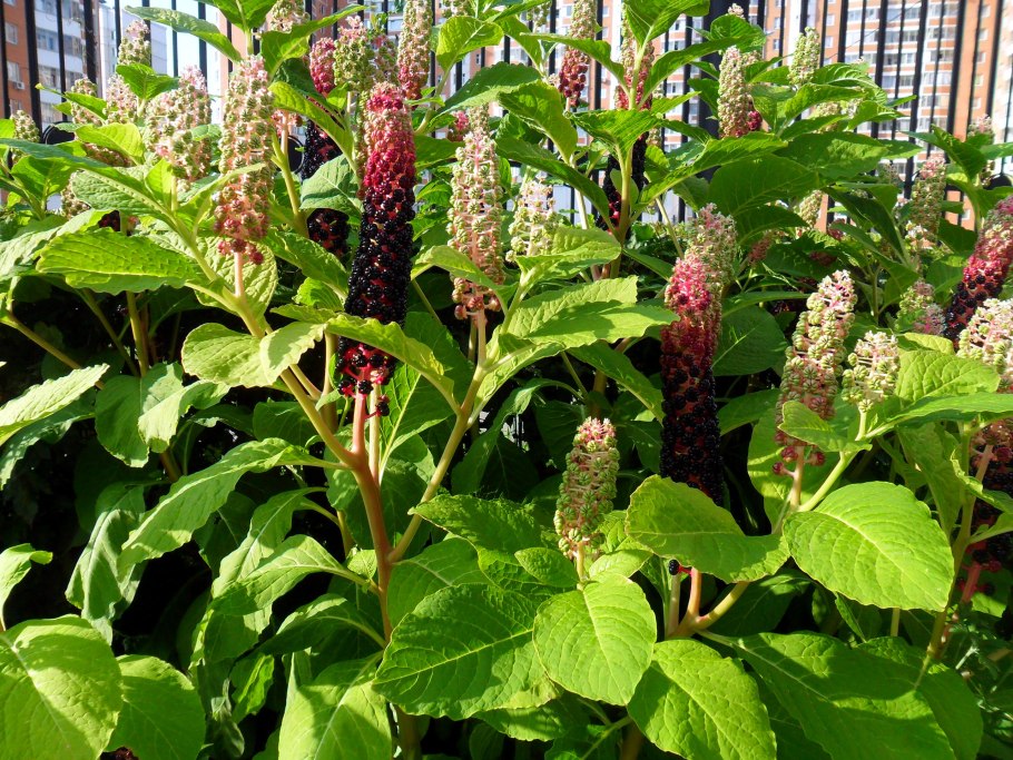 Лаконос американский