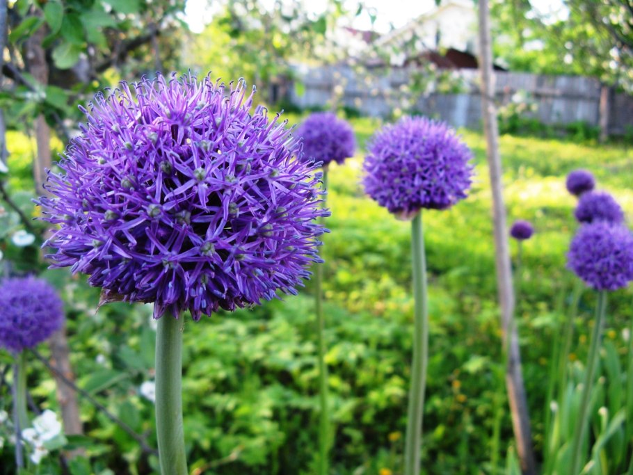 Лук косой Allium obliquum