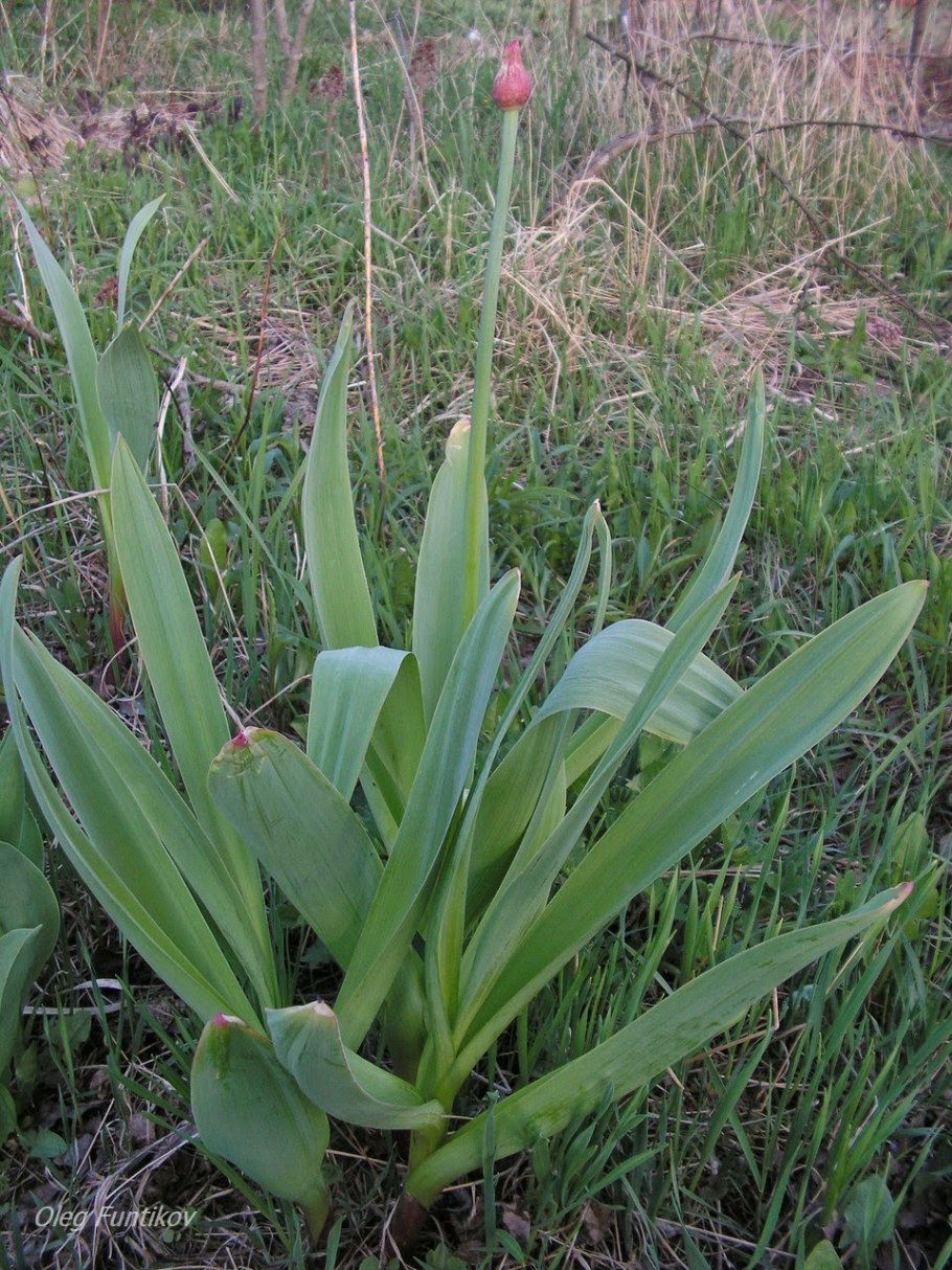 Allium ledebourianum