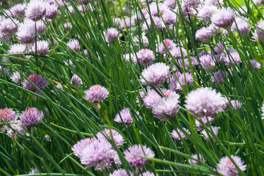 Лук косой Allium obliquum