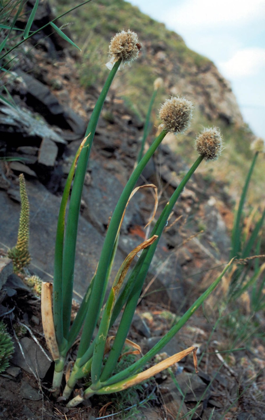 Лук алтайский горный