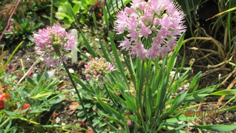 Allium pskemense