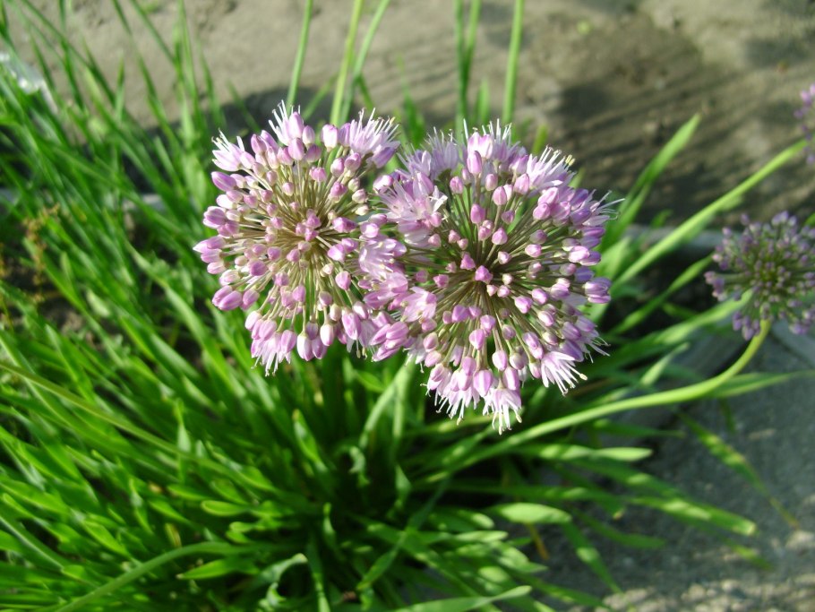 Лучок голландский Allium hollandicum