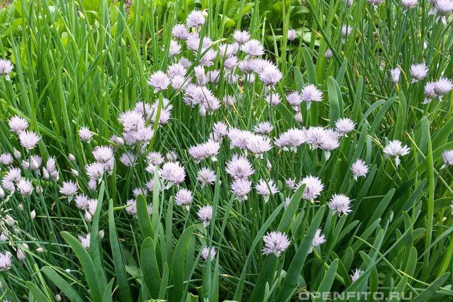 Лук афлатунский, Allium aflatunense