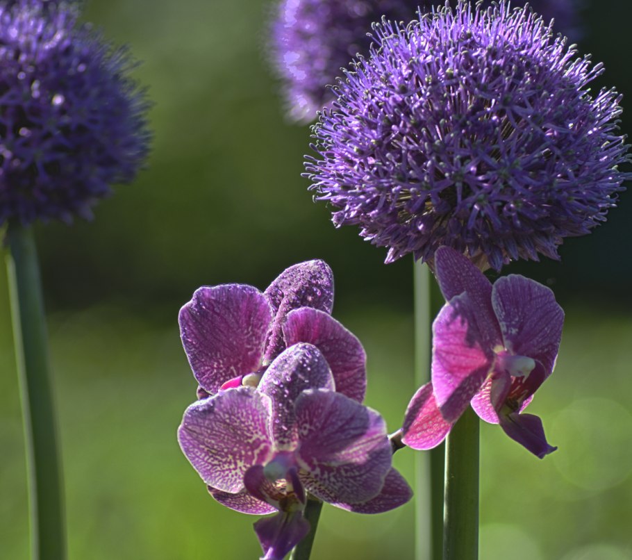 Лук-Анзур (горный лук)