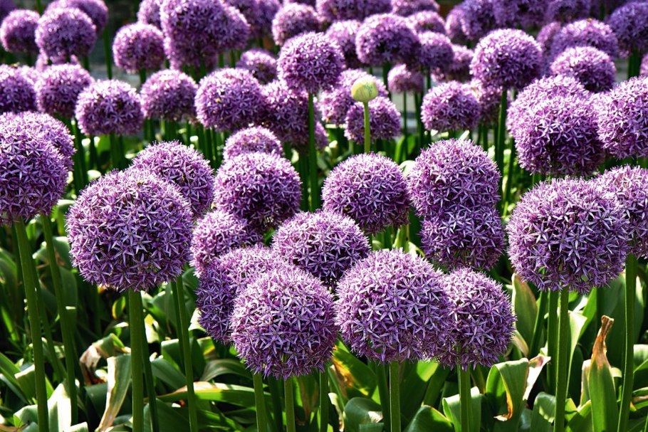 Лук горный Узбекистан