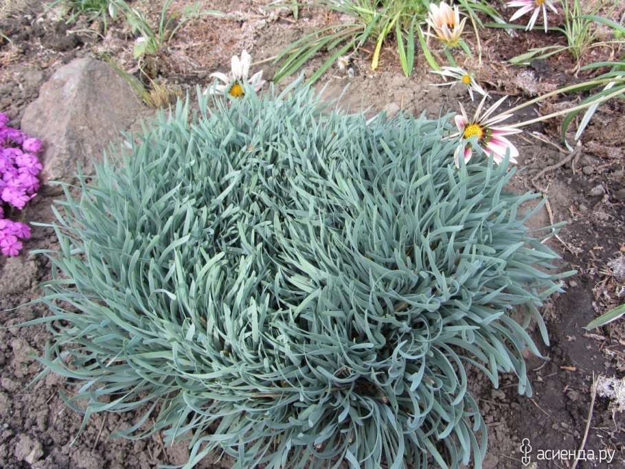 Лук горный спиралис