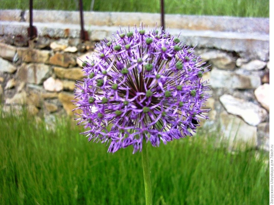Лук горный - Allium montanum