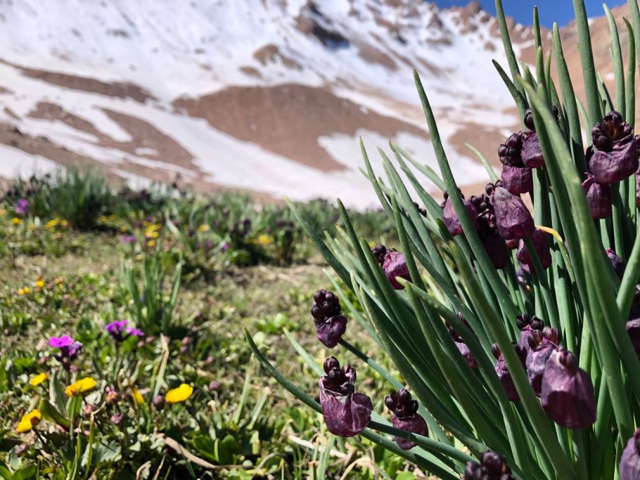 Горный Алтайский лук