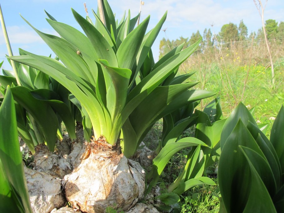 Лук горный - Allium montanum
